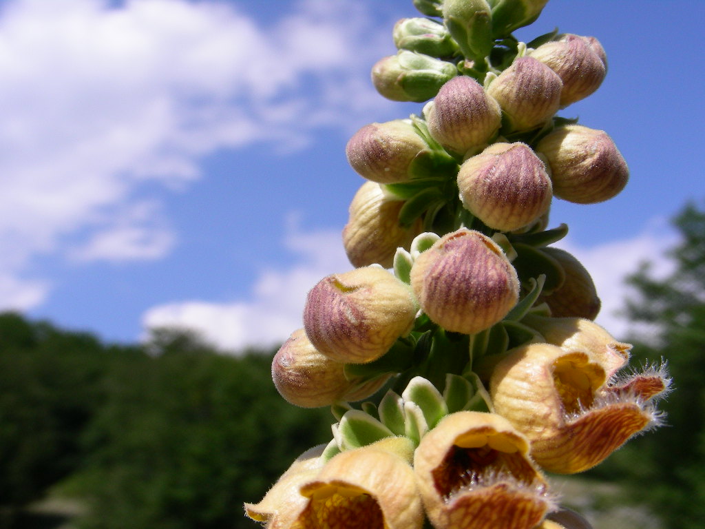 Digitalis ferruginea / Digitale bruna
